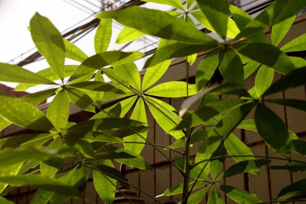 发财树怎么繁殖方法