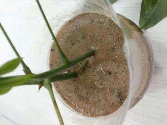 发财树怎么繁殖方法