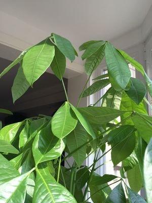发财树怎么繁殖方法