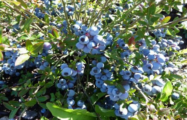蓝莓种植技术和管理条件