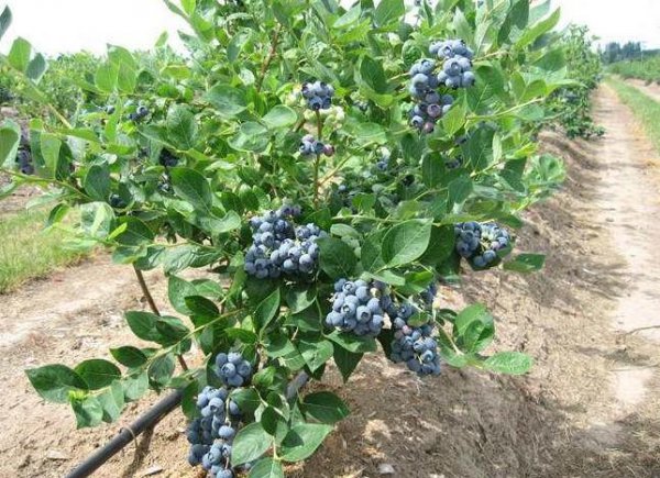 蓝莓种植技术和管理条件