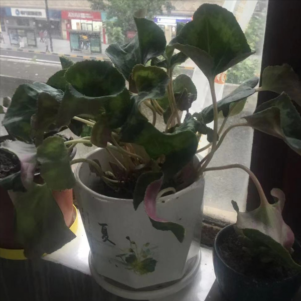 仙客来叶子发黄是什么原因