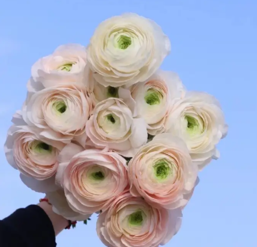 花毛茛发芽后怎么养