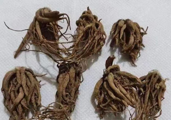 花毛茛发芽后怎么养