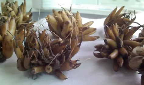 花毛茛发芽后怎么养