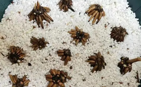 花毛茛发芽后怎么养