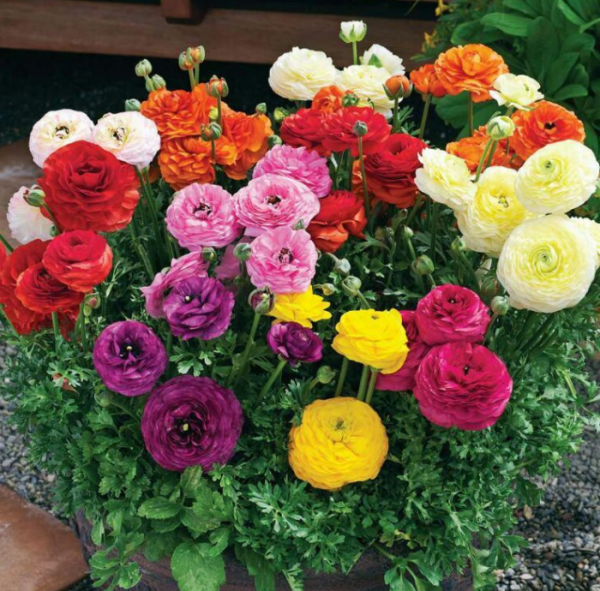 花毛茛发芽后怎么养