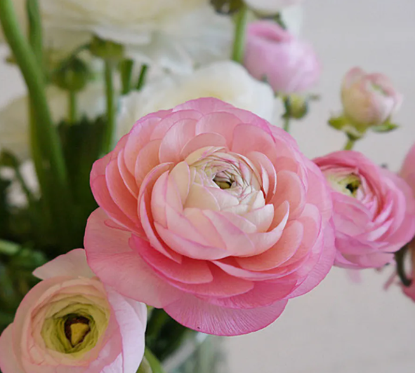 花毛茛发芽后怎么养