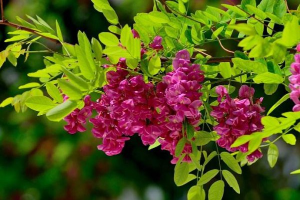 红花洋槐与香花槐的区别是什么