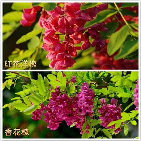 红花洋槐与香花槐的区别是什么