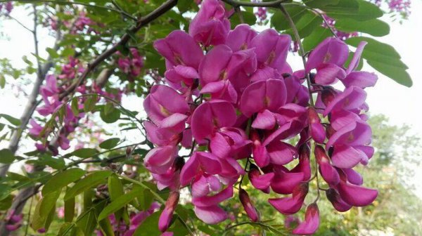 红花洋槐与香花槐的区别是什么