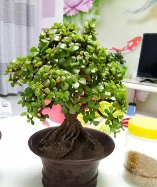 金枝玉叶怎么浇水和养殖