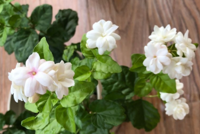茉莉花的养殖方法技巧 了解茉莉花养护的正确方法