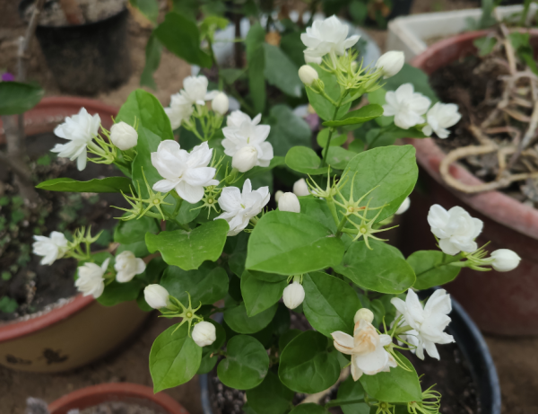 茉莉花的养殖方法技巧