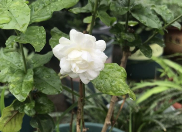 茉莉花的养殖方法技巧