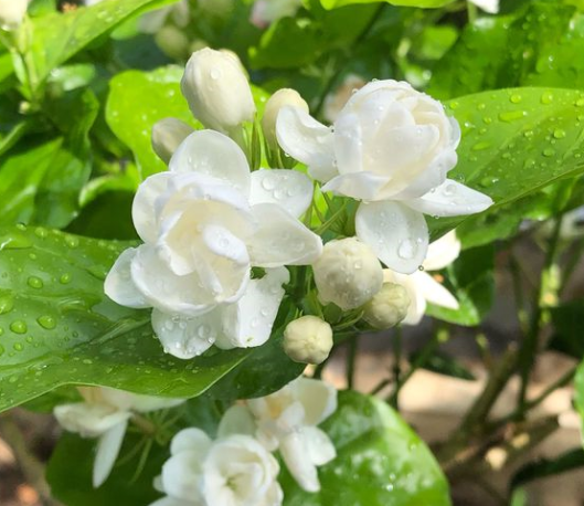 茉莉花的养殖方法技巧