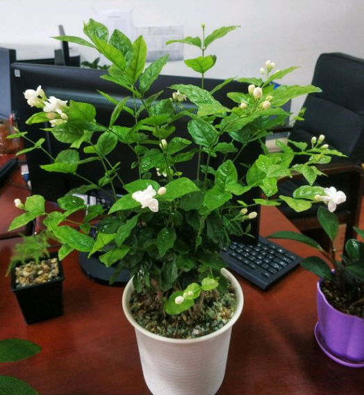 茉莉花的养殖方法技巧
