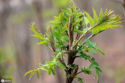 香椿树怎么种植最好看 详解香椿种植技术全部过程
