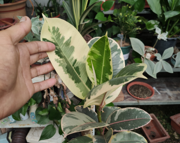橡皮树的养殖方法修剪图解