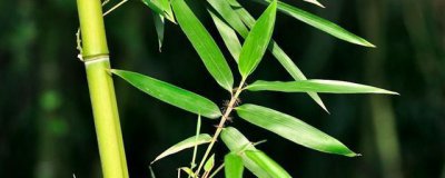 适合庭院的小型竹子有哪些 北方庭院绿化景观种植