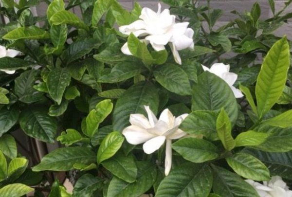 栀子花底部叶子发黄是什么原因造成的