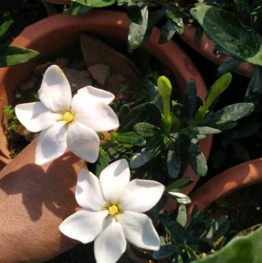 栀子花底部叶子发黄是什么原因造成的