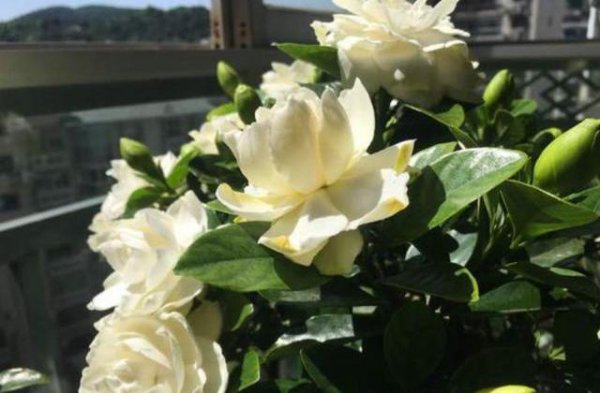 栀子花底部叶子发黄是什么原因造成的
