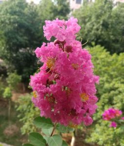 紫薇花的养殖方法和技巧 关于紫薇树冬季养护措施