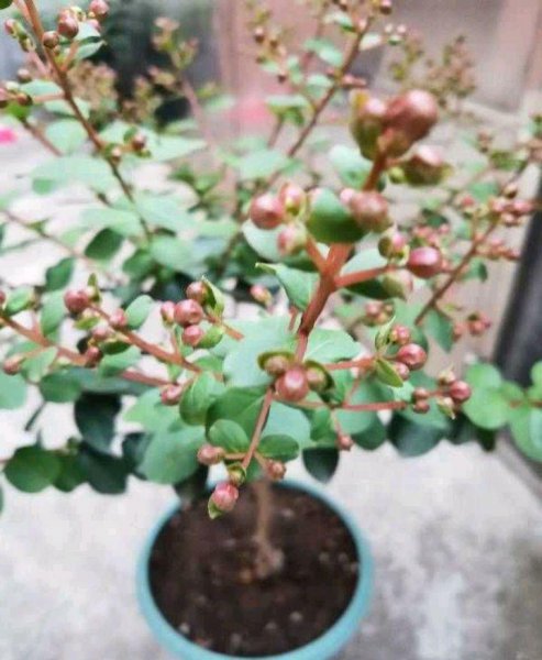 紫薇花的养殖方法和技巧
