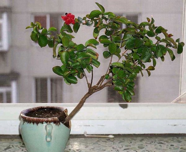 紫薇花的养殖方法和技巧