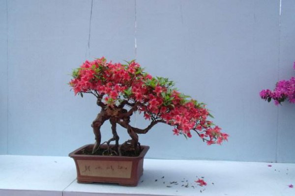 北方杜鹃花的养殖方法和技巧
