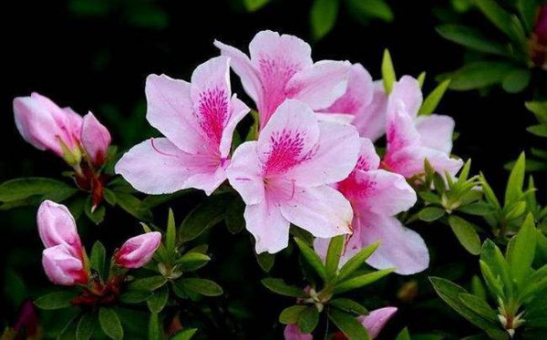 北方杜鹃花的养殖方法和技巧