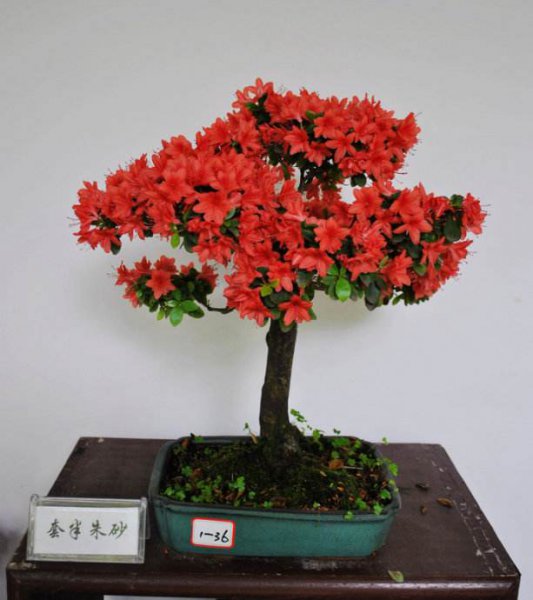 北方杜鹃花的养殖方法和技巧