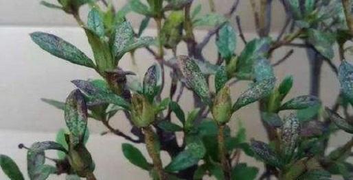 北方杜鹃花的养殖方法和技巧