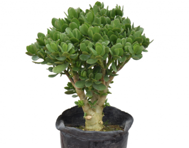 燕子掌修剪教程 最适合家里养的植物