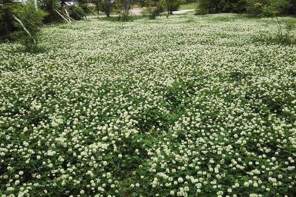 幸运草的种植方法和技术