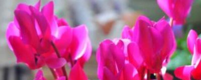仙客来叶子发黄是怎么回事 花叶子发黄的解决方法
