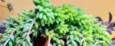 多肉种植季节是什么时候 四季不落叶耐寒植物