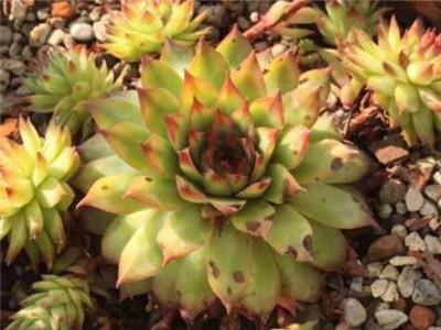 多肉种植季节是什么时候