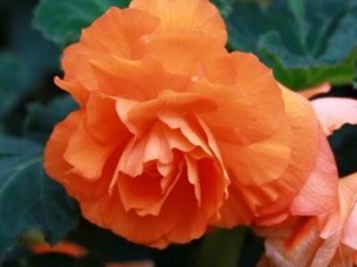 家里如何养茶花