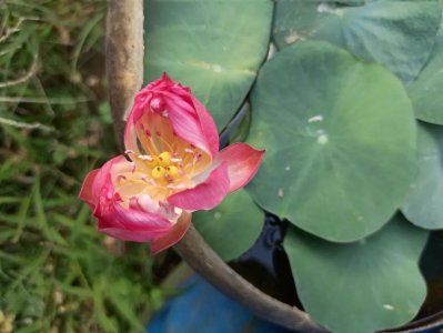 碗莲种植需要泥土吗 关于碗莲无土种植方法图解