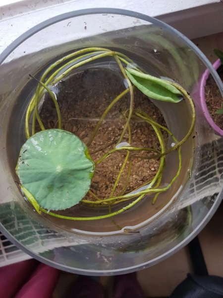 碗莲种植需要泥土吗