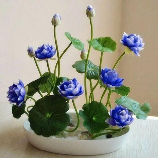 碗莲种植需要泥土吗