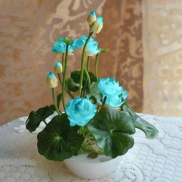 碗莲种植需要泥土吗