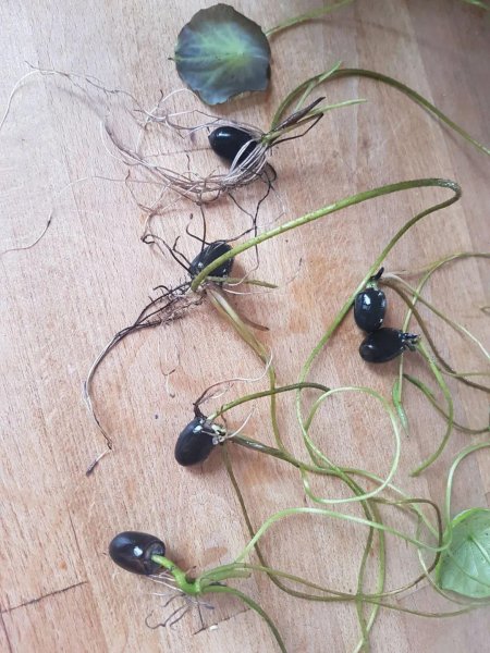 碗莲种植需要泥土吗