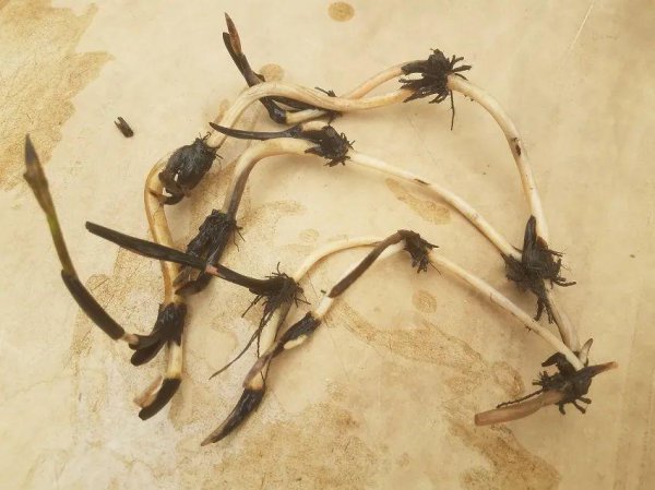 碗莲种植需要泥土吗