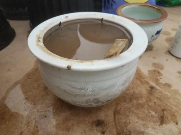 碗莲种植需要泥土吗
