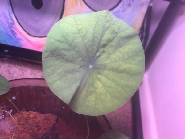碗莲种植需要泥土吗
