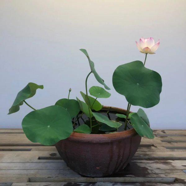 碗莲种植需要泥土吗