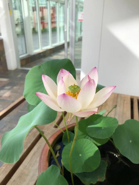 碗莲种植需要泥土吗